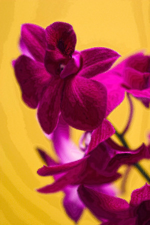 purple orchid with yellow background se