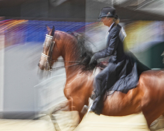 blurry bay english horse