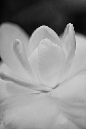 white camelia b and w