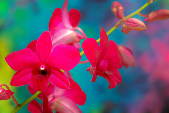 purple orchids se