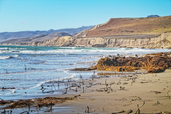 twigs and seaweed on beach