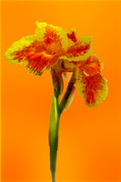 canna with orange background