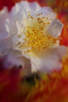 camelia with feathers