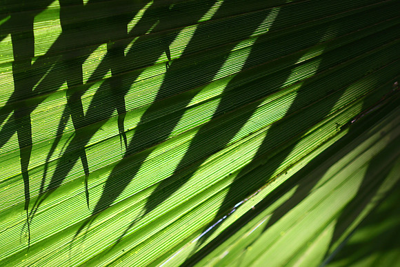 palm shadow