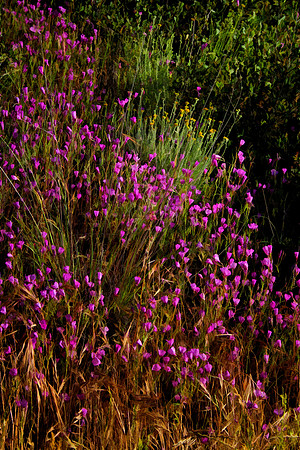 yellow and purple wildflowers se