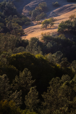 shimmering trees se