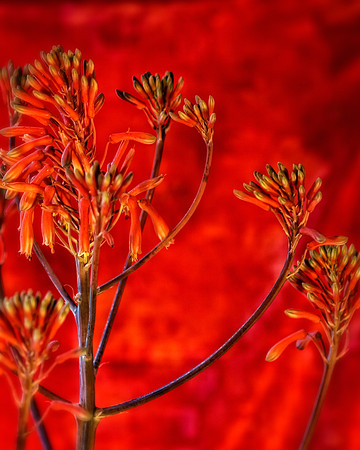 aloe bloom