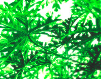 papaya green revised.jpg