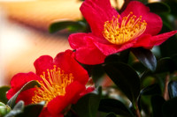 camelias