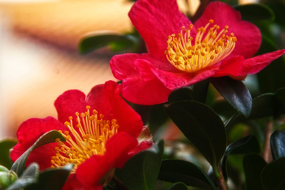 camelias