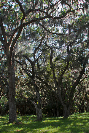 mid evil forest