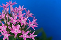 pink pentas with blue background