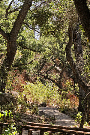 Santa Barbara Botanic Garden