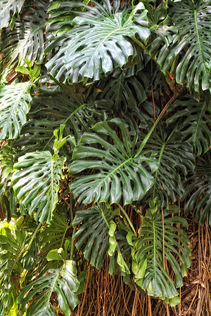 philodendron on tree