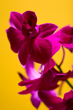 purple orchid with yellow background