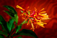 firebush se 2