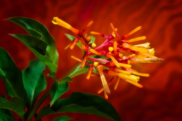 firebush se 2