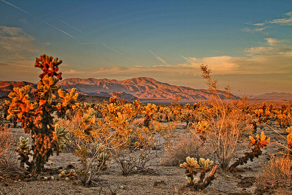 cactus and mountain