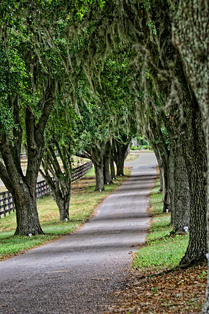 tree-lined driveway