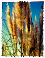 pampas grass.jpg