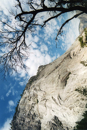 Yosemite tree with mountain