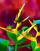 heliconia