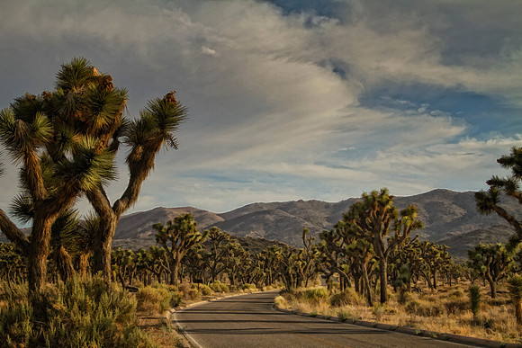 joshua tree road se 2