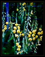 yellow wildflowers