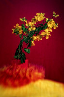 cassia with pink background