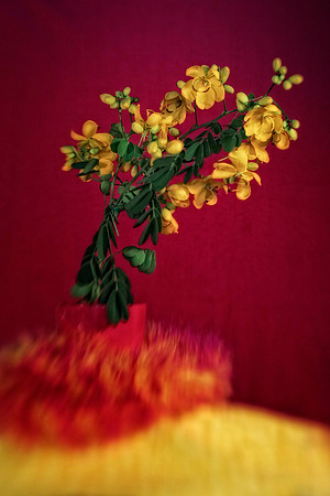 cassia with pink background