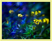 yellow flower
