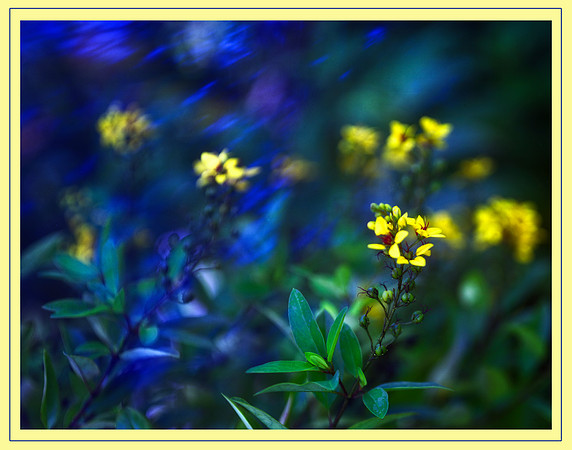 yellow flower
