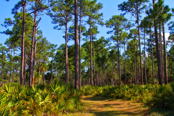 cougar run se