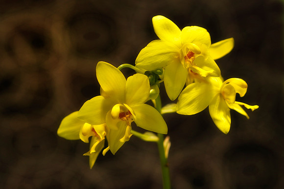 yellow ground orchid se