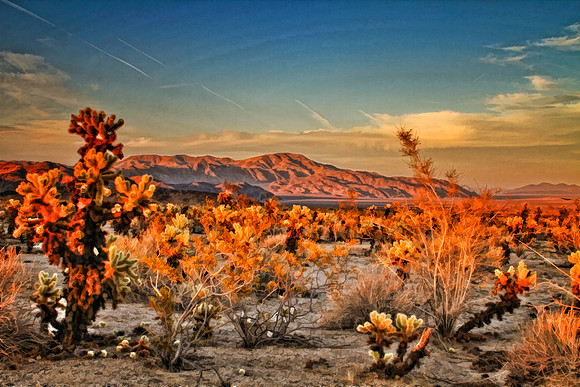 cactus and mountain se