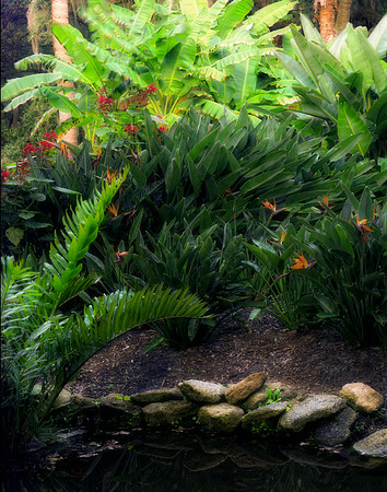 wash oaks tropical