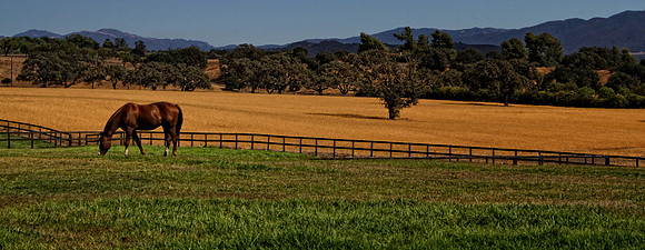 chestnut in pasture