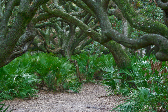 scrub oaks