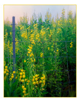 yellow flowers
