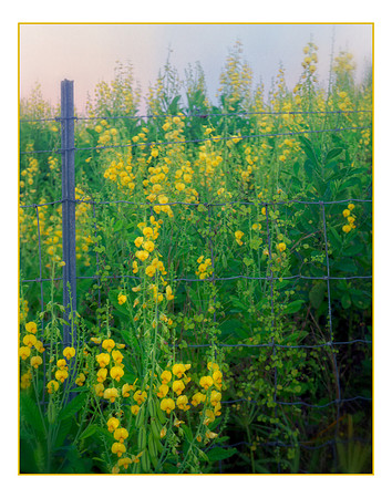 yellow flowers