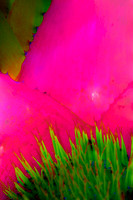pink bromeliad center se .jpg