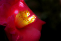 pink camelia with light