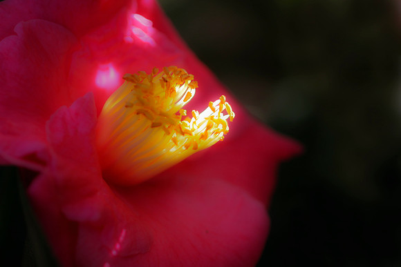 pink camelia with light