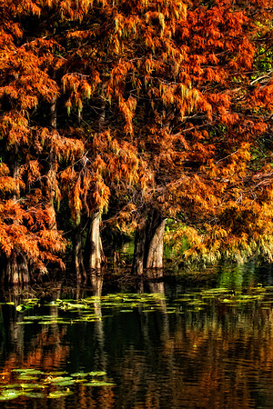 fall cypress trees cropped se