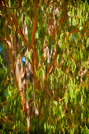 eucalypus tree se