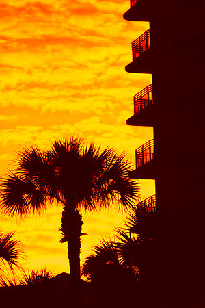 palm tree silhouette