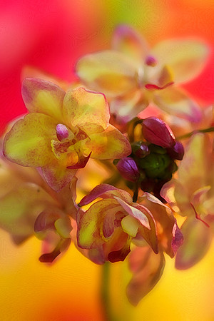 pink ground orchid se 2
