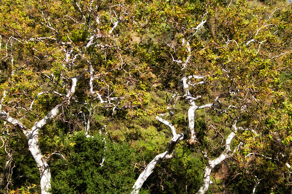 three trees with white bark se