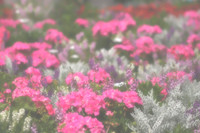 pink geraniums with fog copy