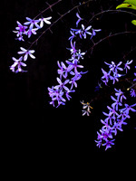 shrub with blue flowers